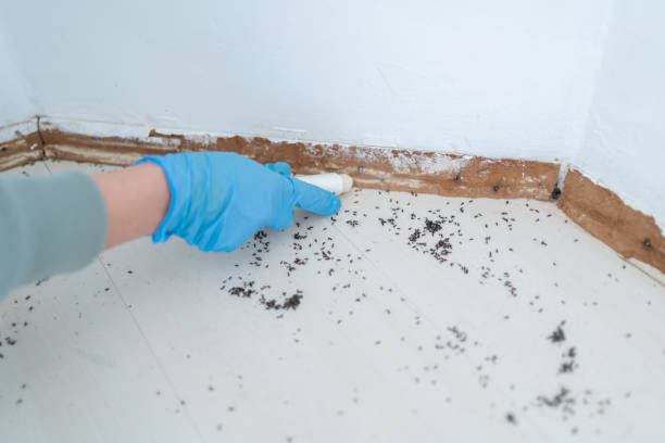 Best Bed Bug Extermination  in North Springfield, VA