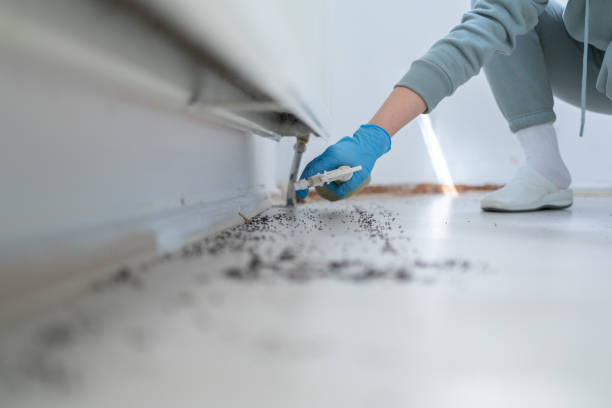 Best Affordable Pest Control Services  in North Springfield, VA